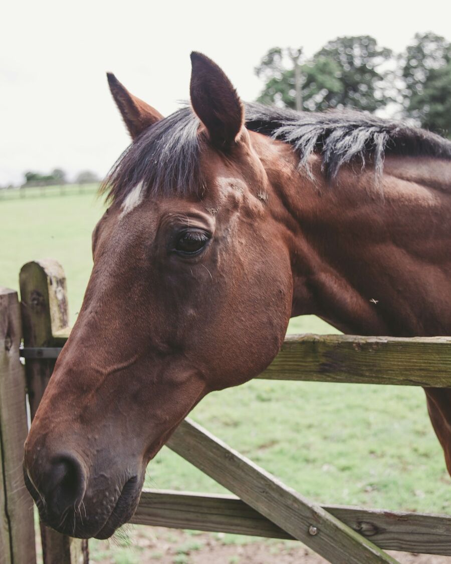 A bay horse looking over a wooden paddock gate